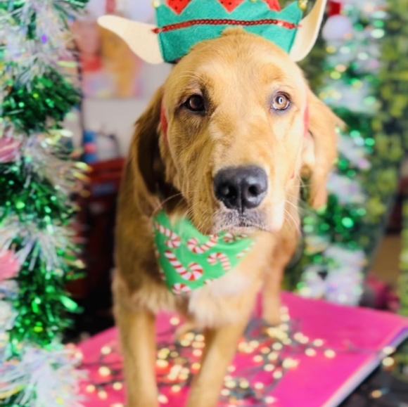 Meet your Posher, The grateful farmhouse - Picture 3 of 5